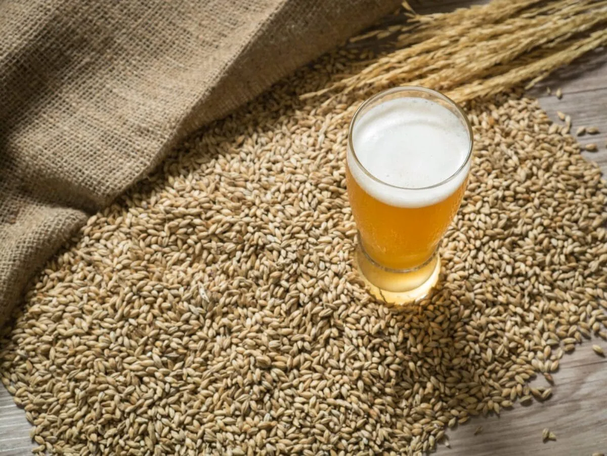 levure de bière brasserie