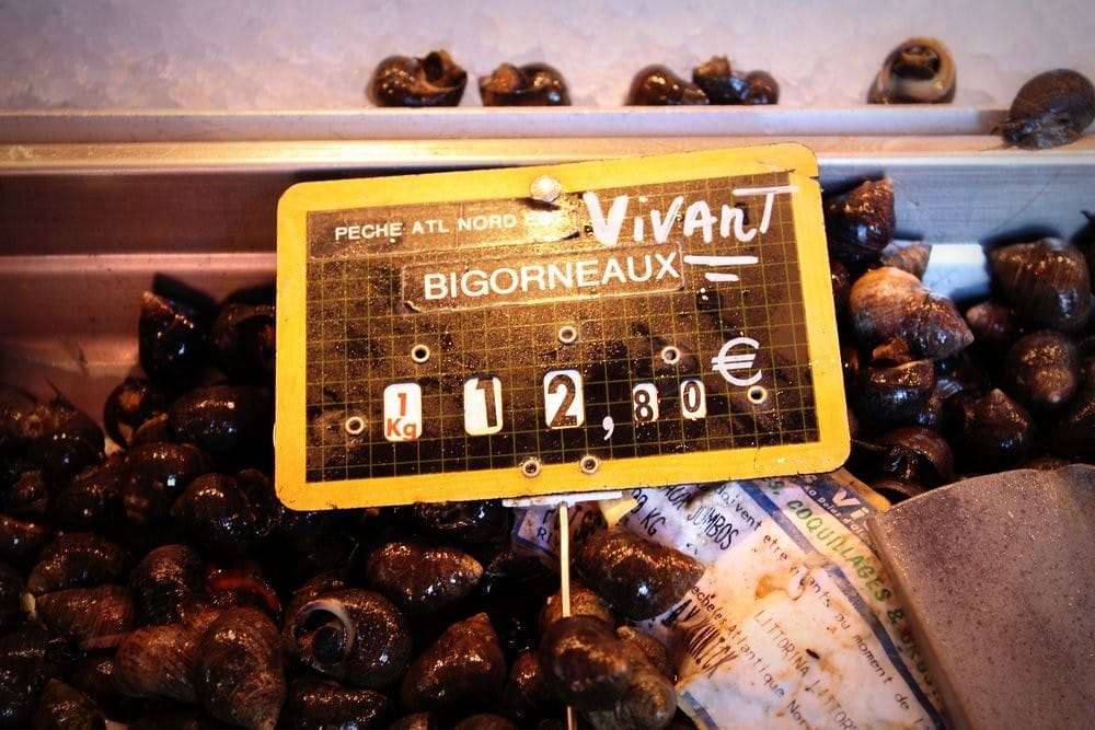 Bigorneaux vivants