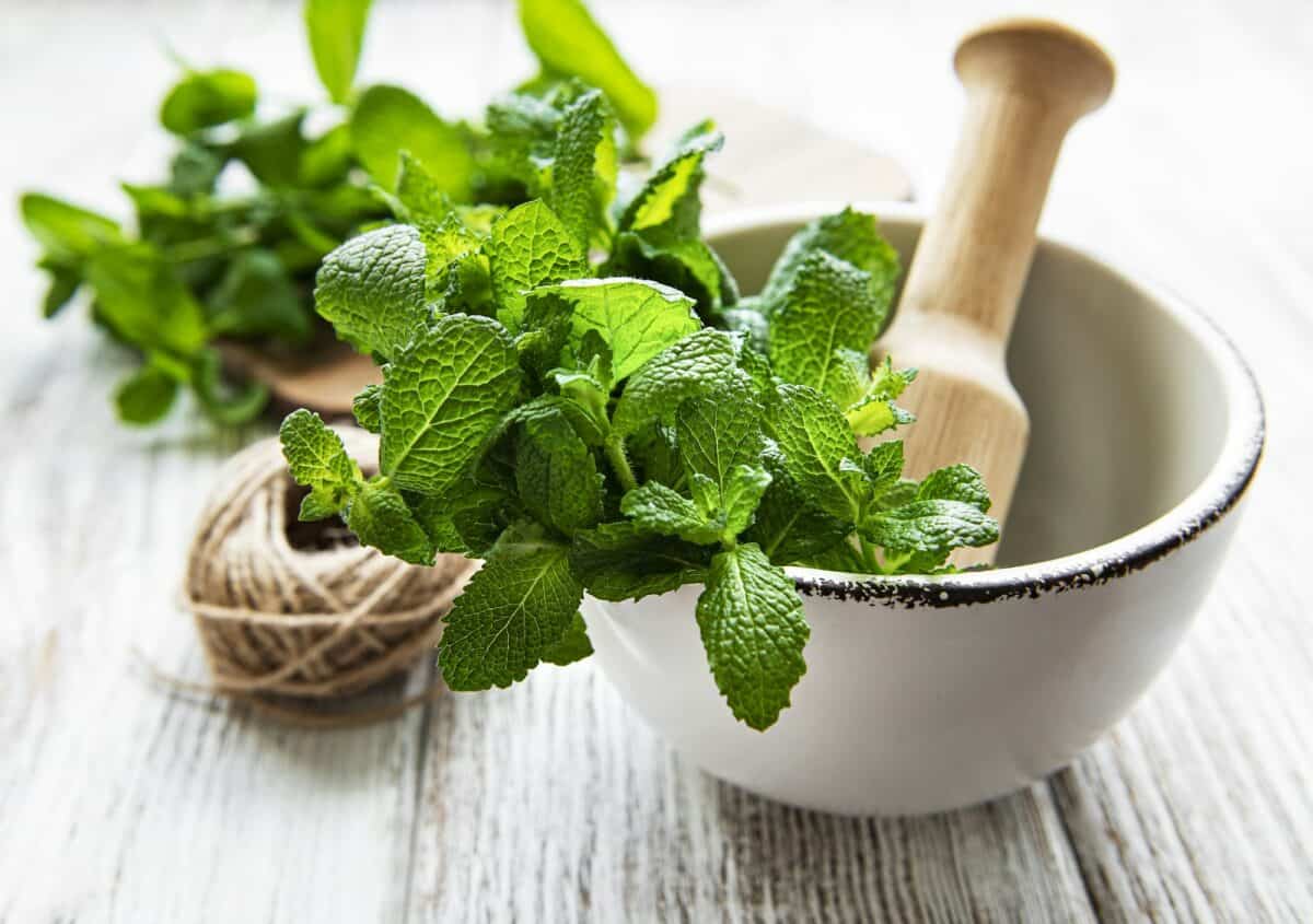 bouquet de menthe fraîche