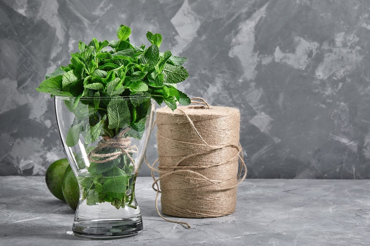 Bouquet de menthe fraîche dans un vase d'eau