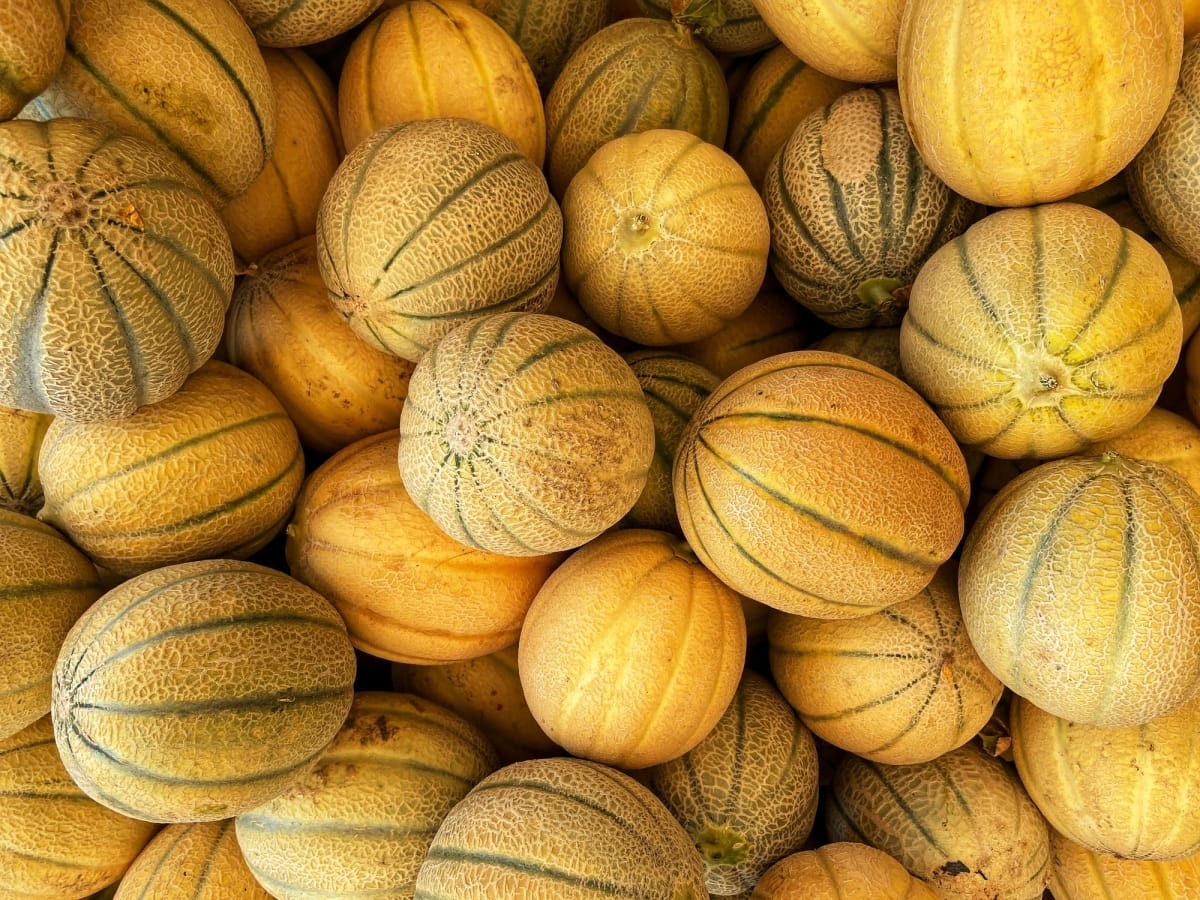 Cantaloupe melon