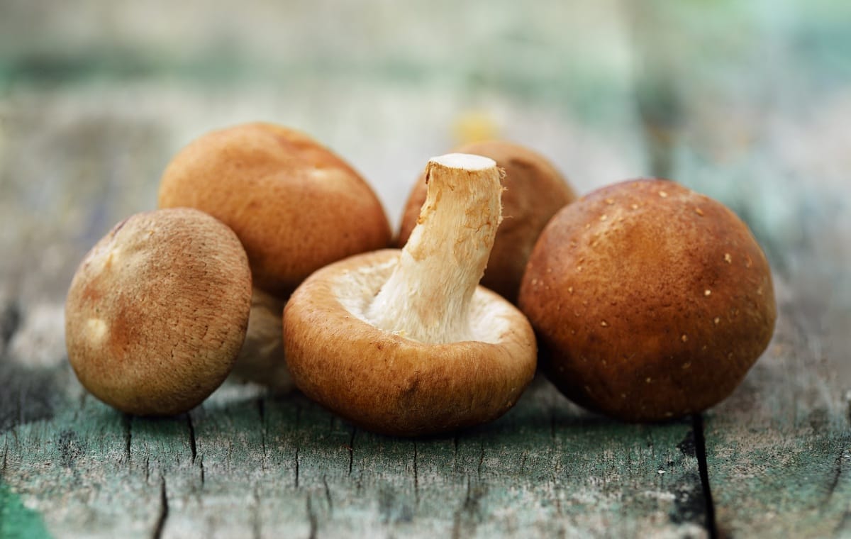 Champignons shiitake