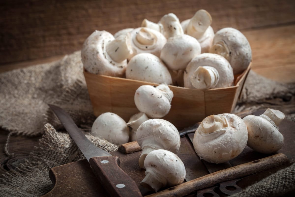 Champignons fraîchement récoltés.