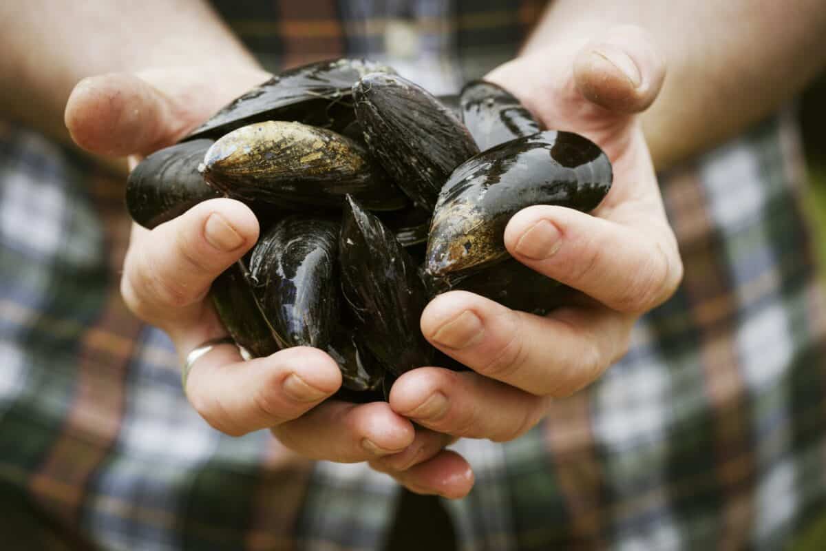 Close up of a chef holding fresh Black Mussels in his hands.