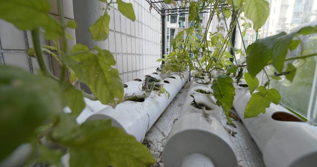 Conduite d'eau de la ferme de la tomate