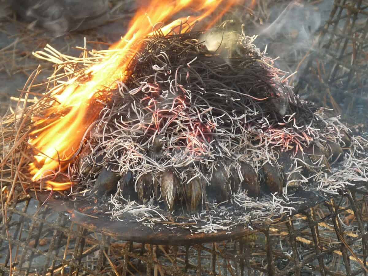 Éclade de moules