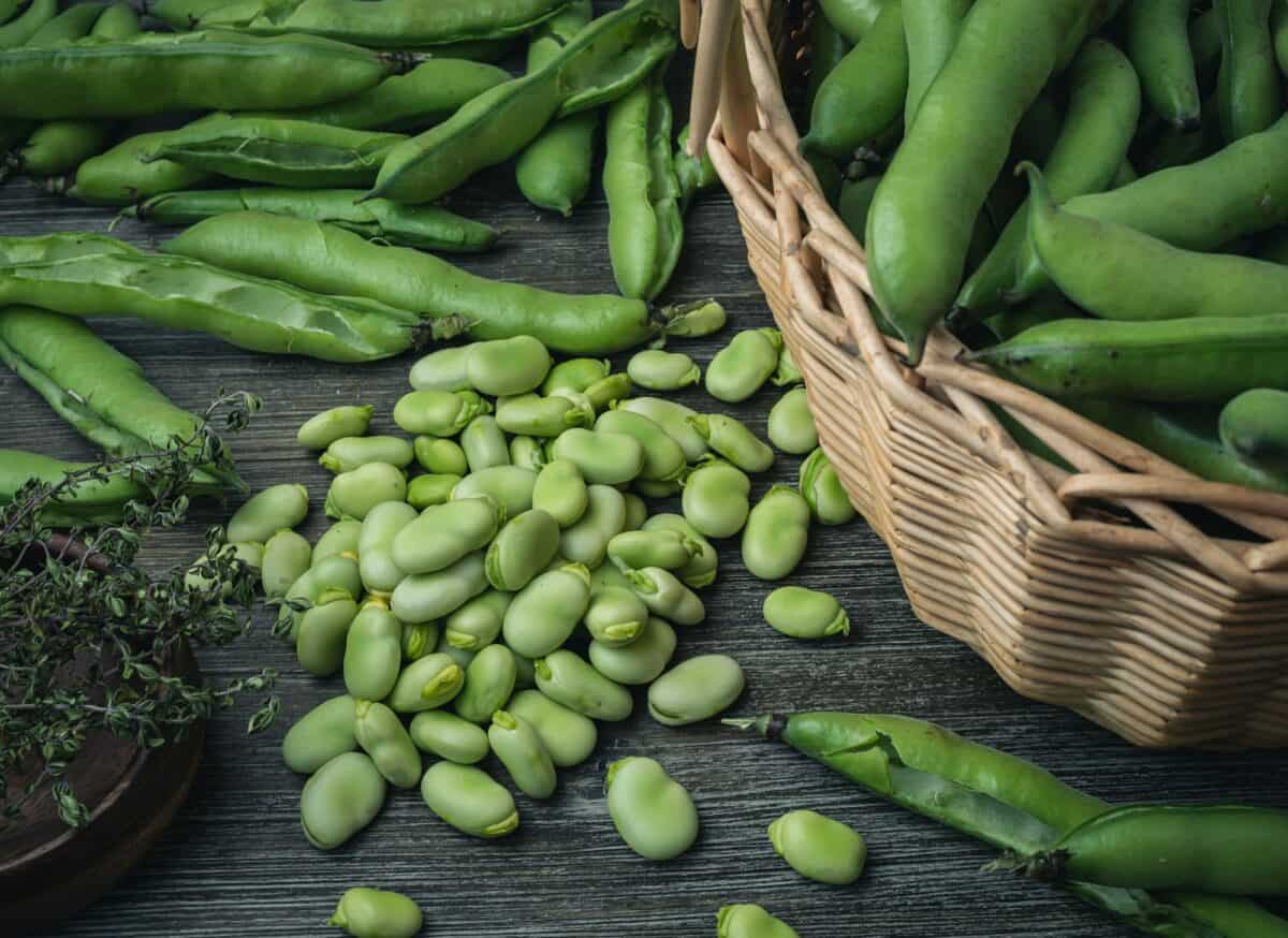 Fava beans