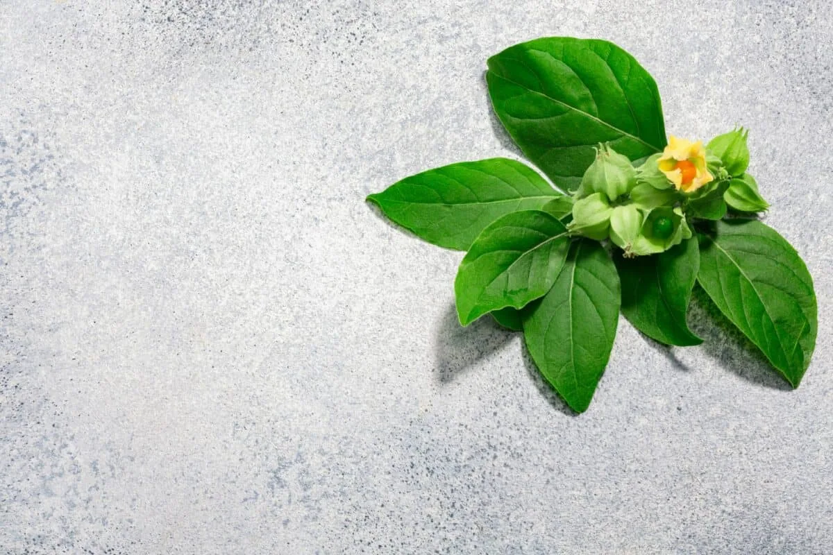 Feuilles et fruits d'Ashwagandha sur fond gris, vue de dessus, espace de copie. Plante Withania somnifera