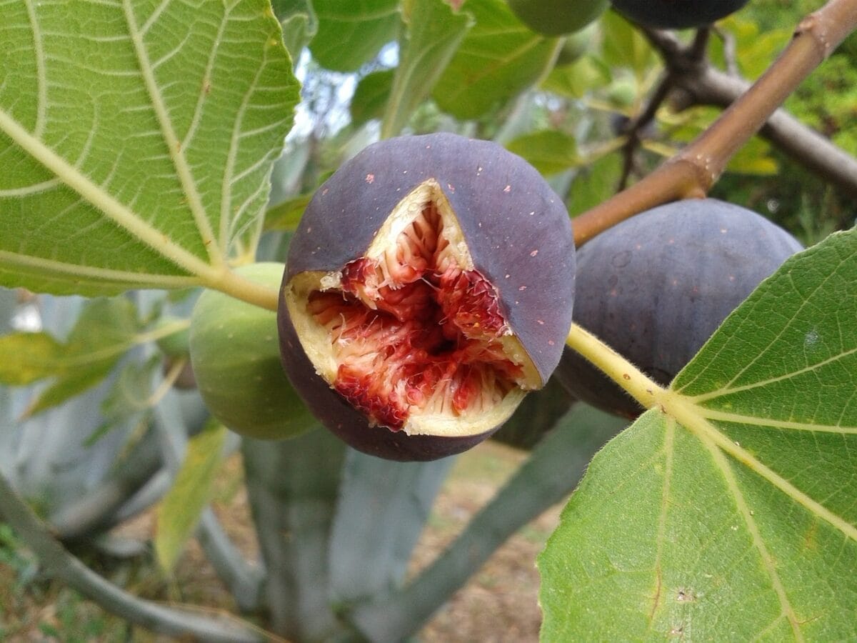 fig, fruit, real coward