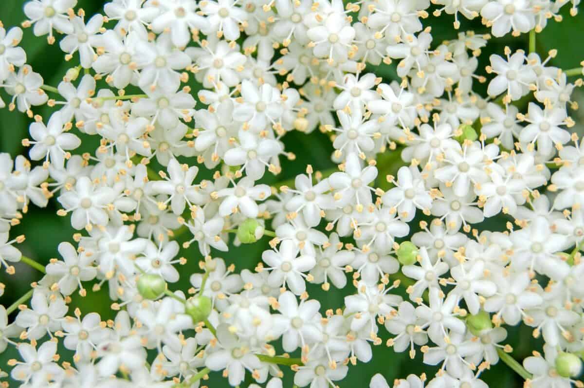 Fleur blanche de l'arbuste de sureau (Sambucus nigra)