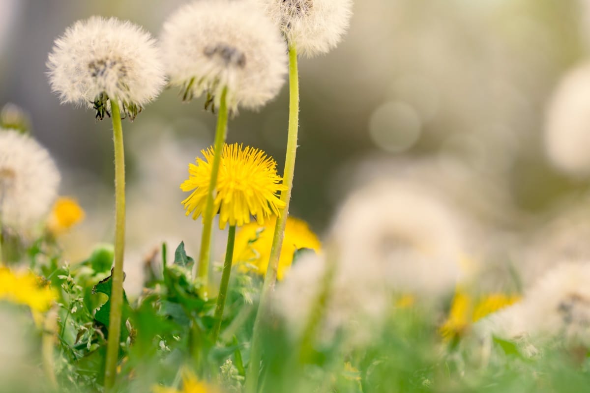 Fleurs de pissenlit