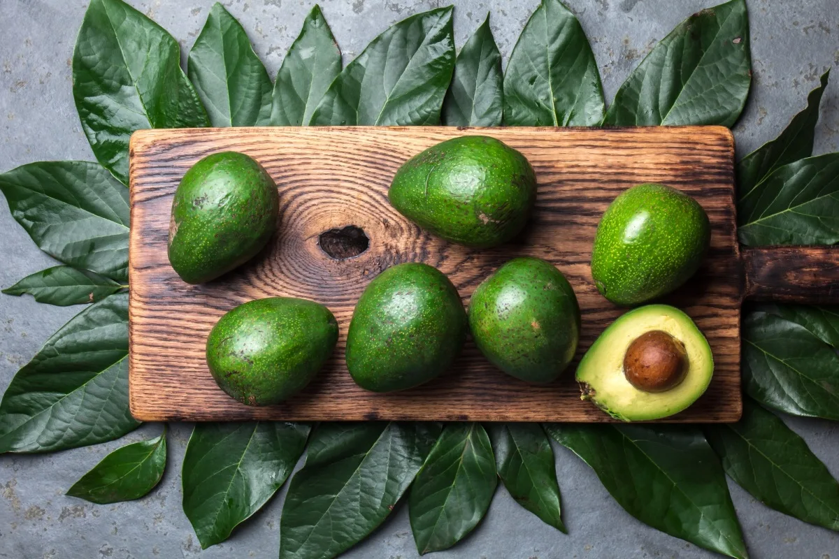 Fond alimentaire avec avocat et feuilles d'avocatier