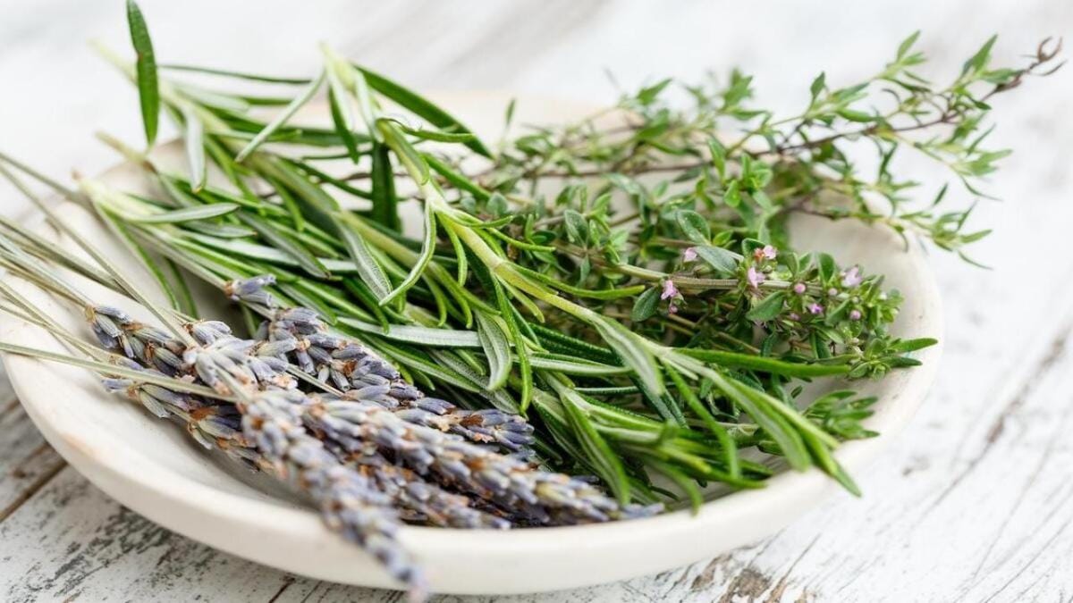 Fournisseur herboristerie plantes