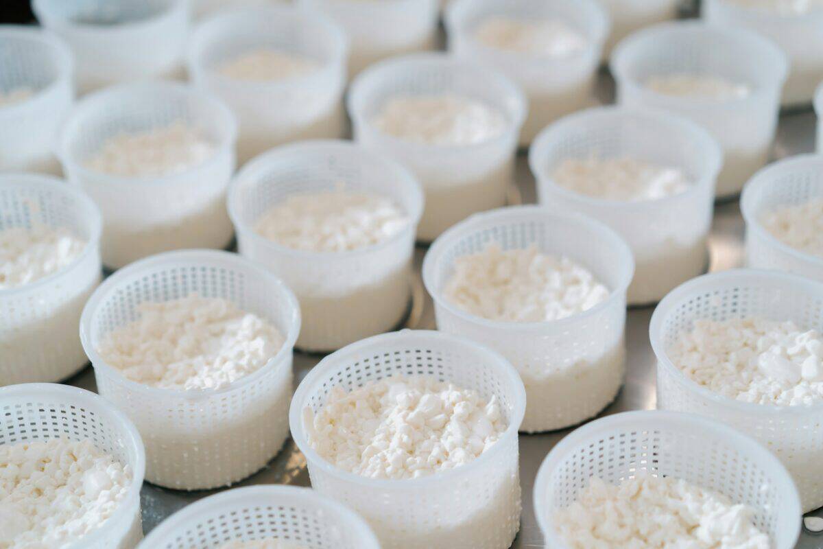 fresh cheese poured into a mold for making brie cheese craft cheese production close-up