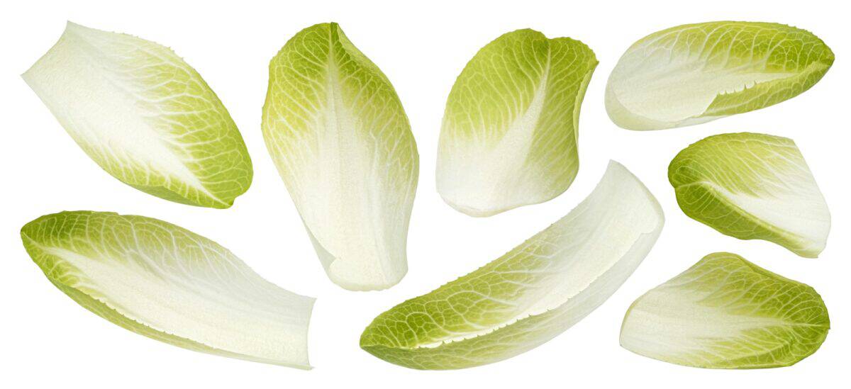 Fresh endive, green chicory salad leaves isolated on white background