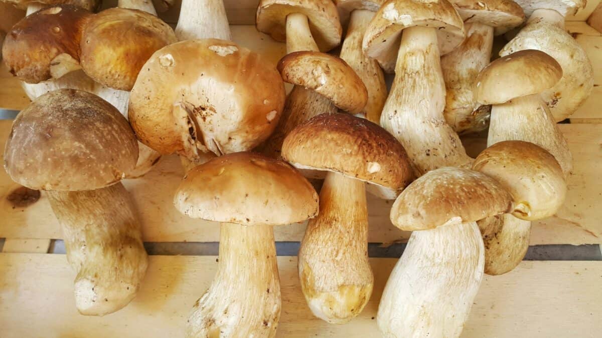 Fresh forest porcini mushrooms on a store counter