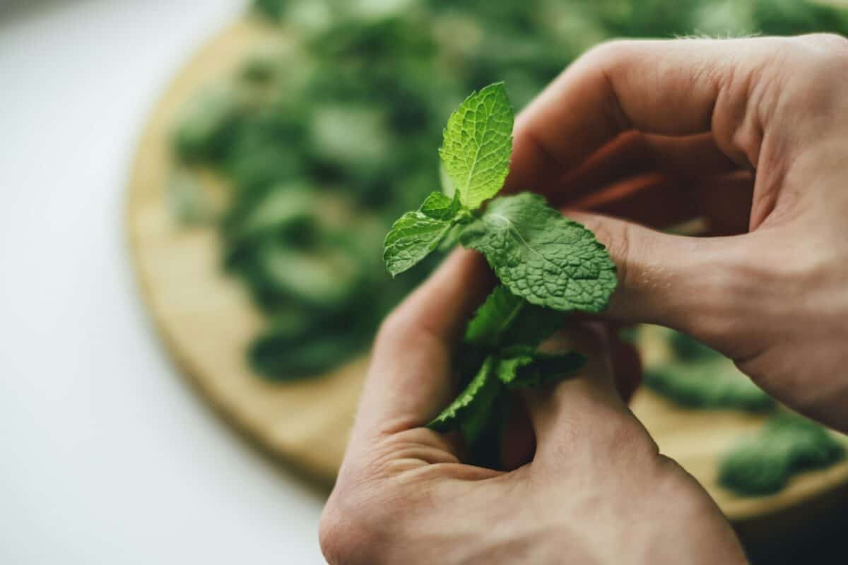 Fresh green mint sprigs closeup in male hands. Peeling mint, preparing for drying brew healthy tea.