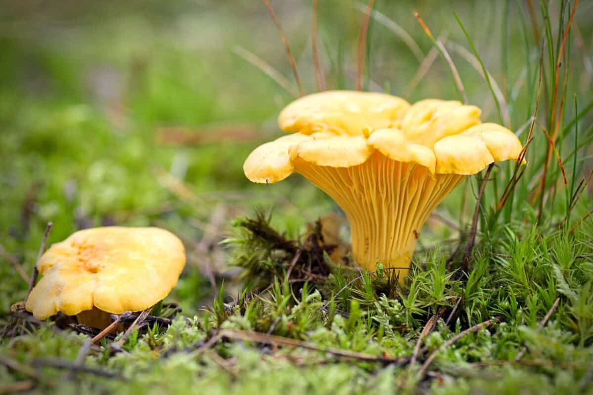 Girolles