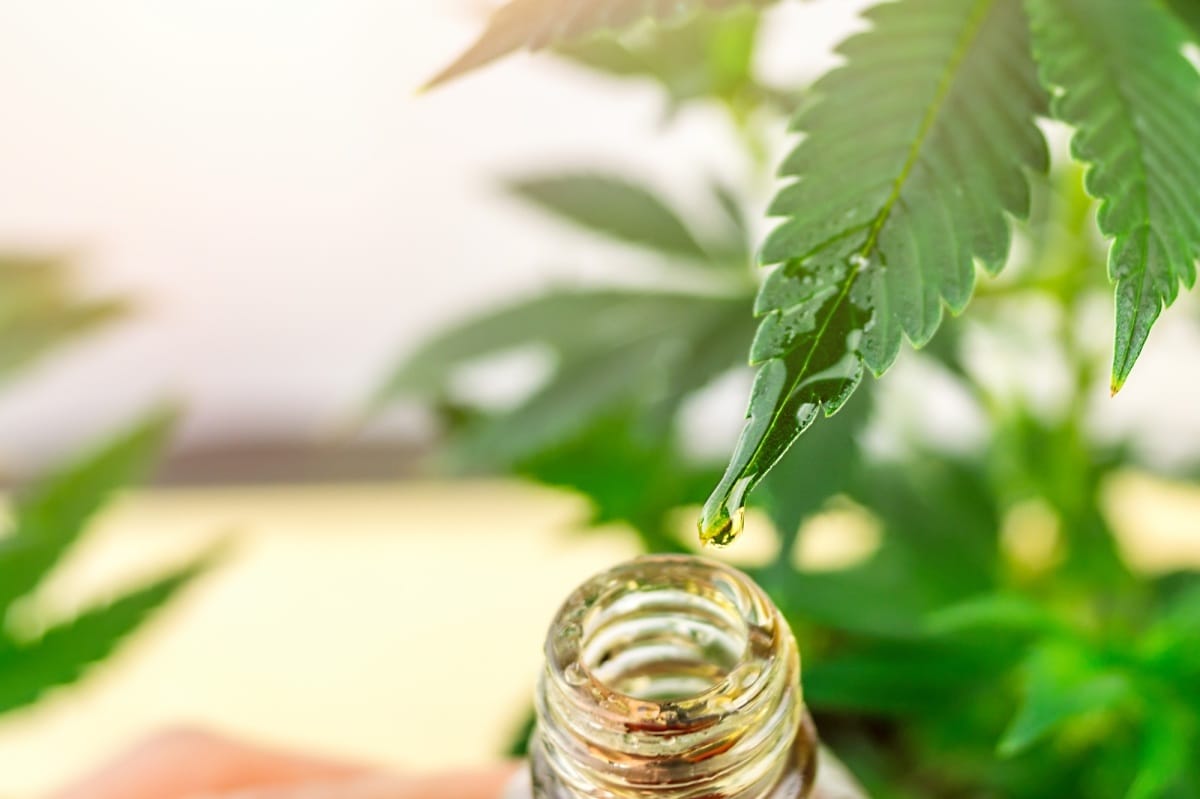 Gros plan d'une feuille de cannabis avec une goutte d'huile de CBD ou de THC provenant de marijuana médicale.