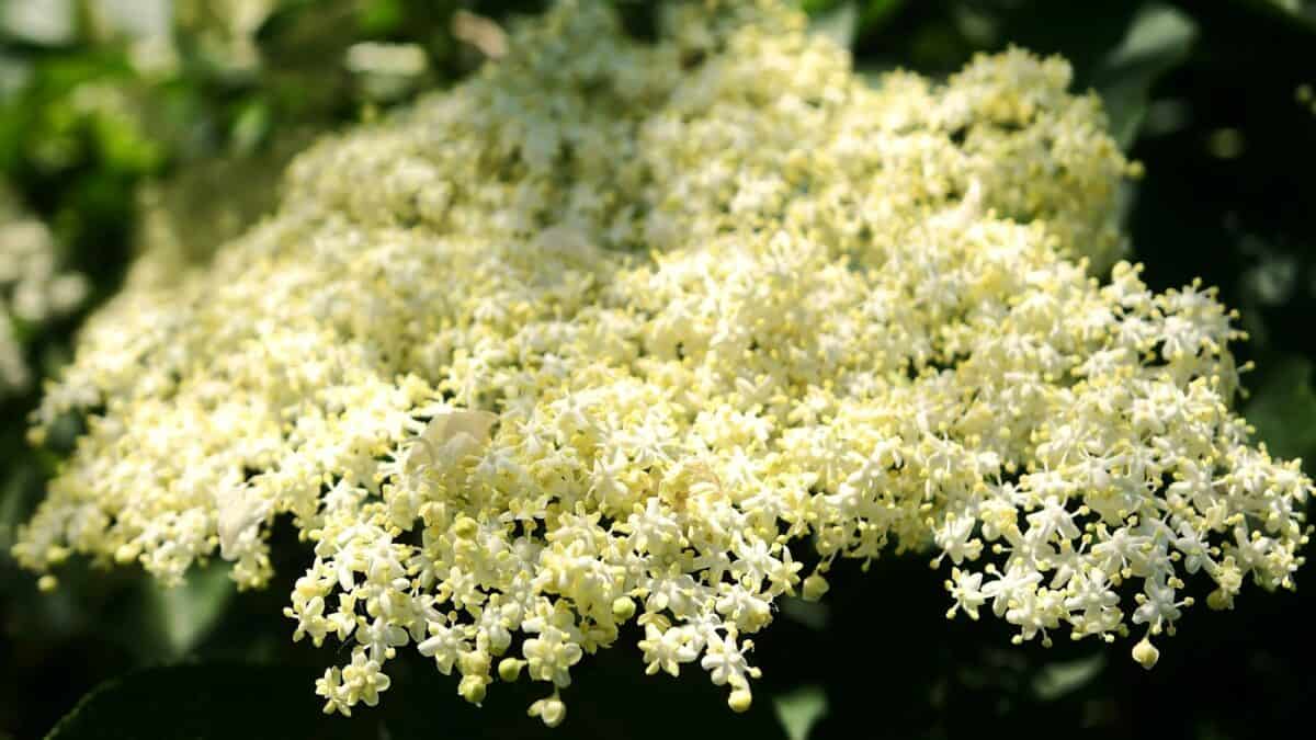 Gros plan d'une fleur de sureau blanche fleurissant dans la nature.