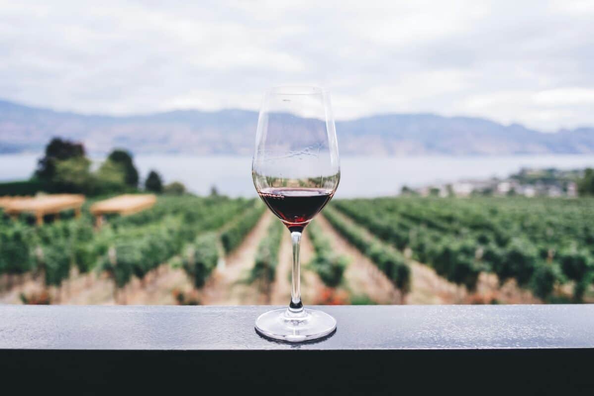 Investir dans le vin : guide complet pour débutants et connaisseurs