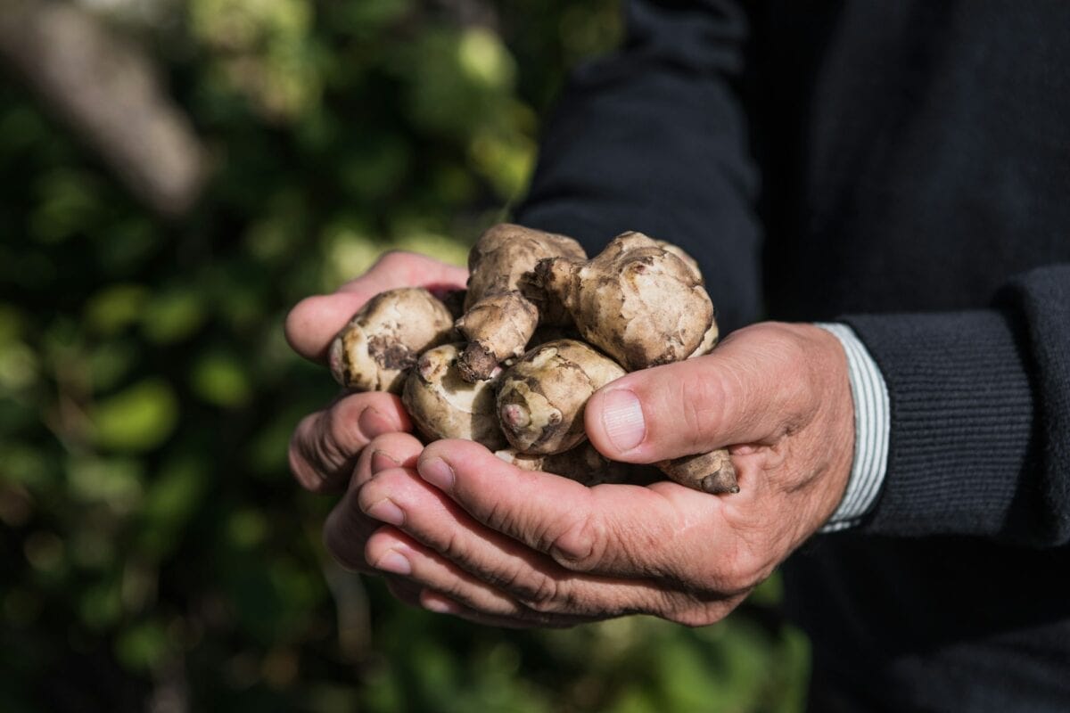 Jerusalem artichoke tubers in hands. sunroot, sunchoke, earth apple, topinambur or lambchoke.