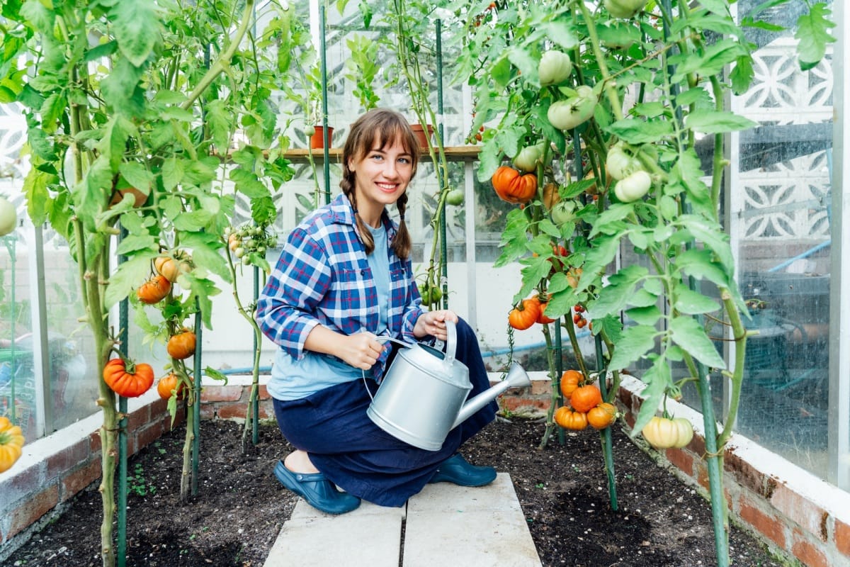 Jeune femme arrosant des tomates dans une serre à l'aide d'un arrosoir. Culture de légumes, agriculture urbaine