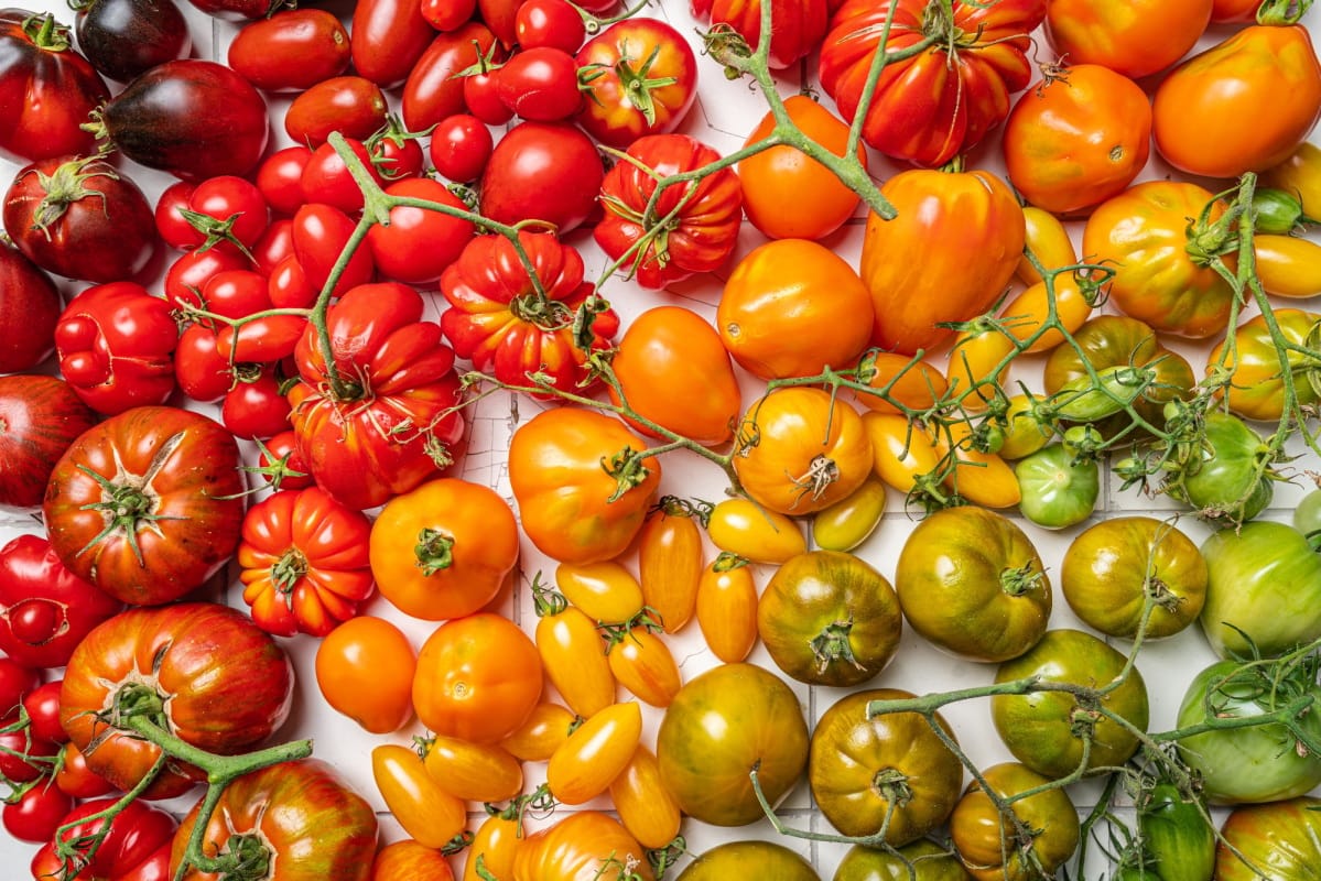 Mélange de tomates colorées