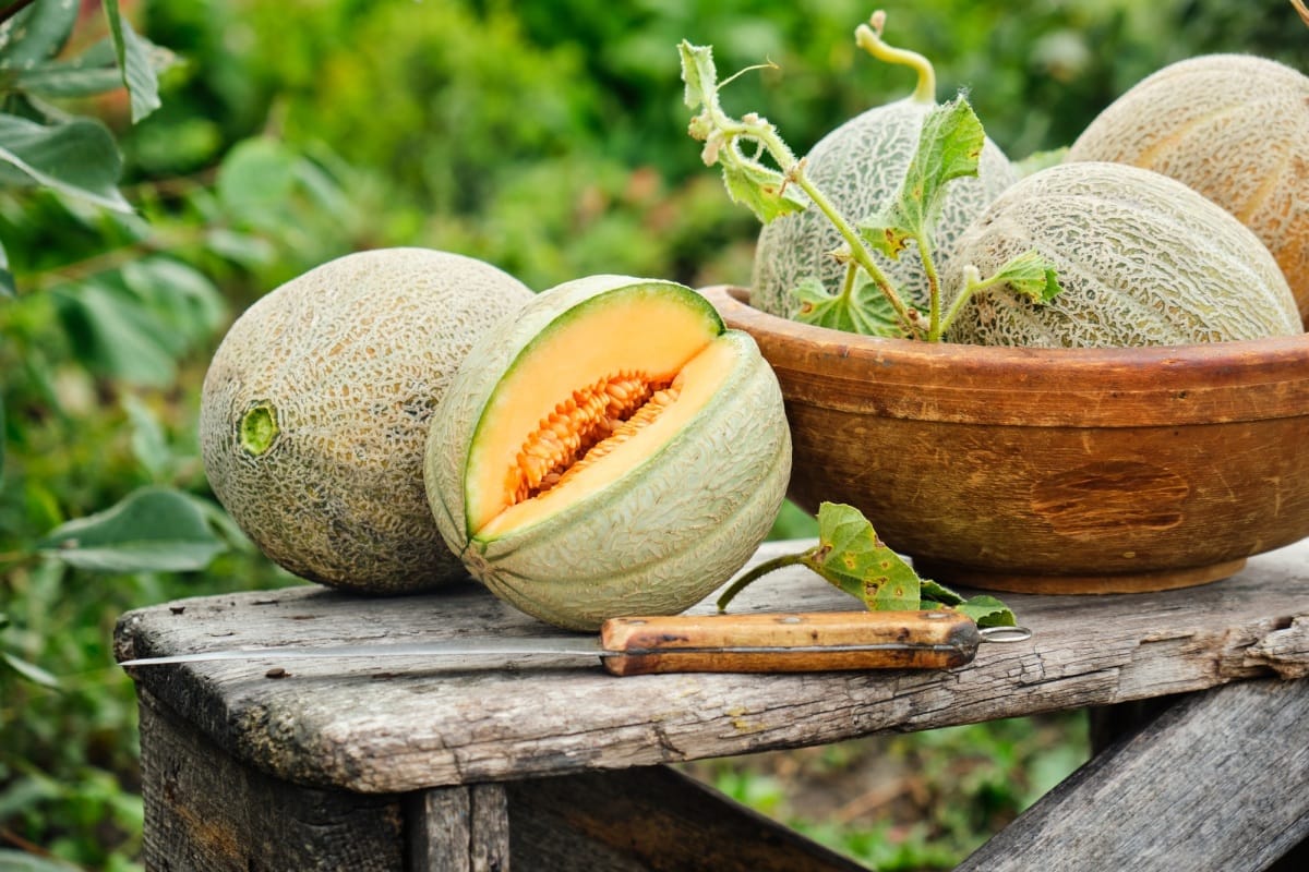 Melons biologiques crus