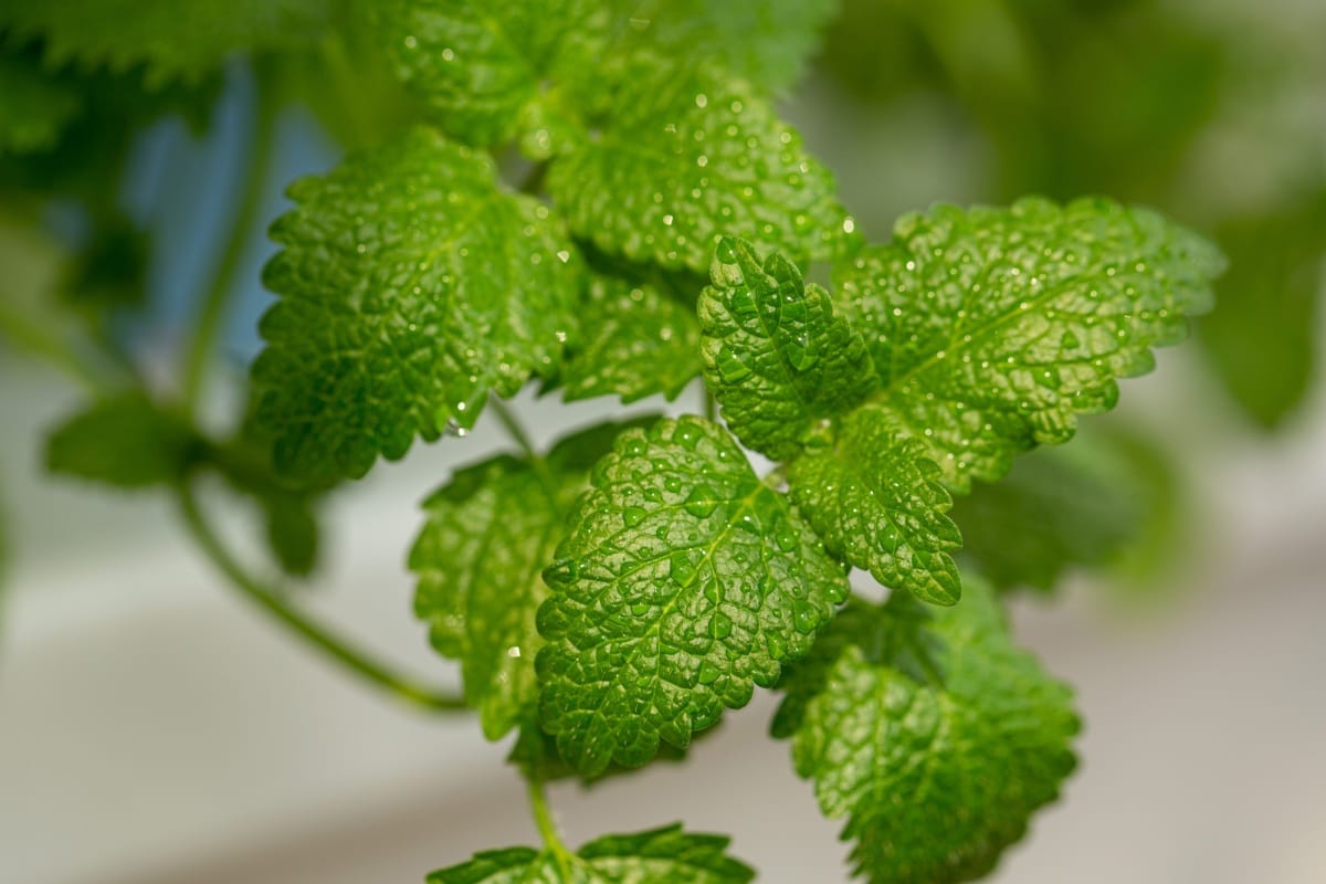 Menthe fraîche