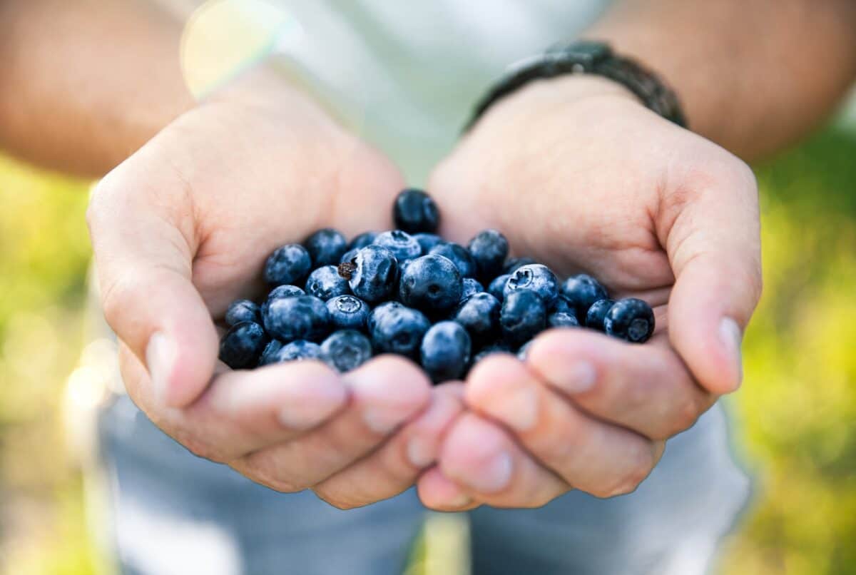 Myrtille dans les mains de l'agriculteur, homme, fruit, nourriture, nature