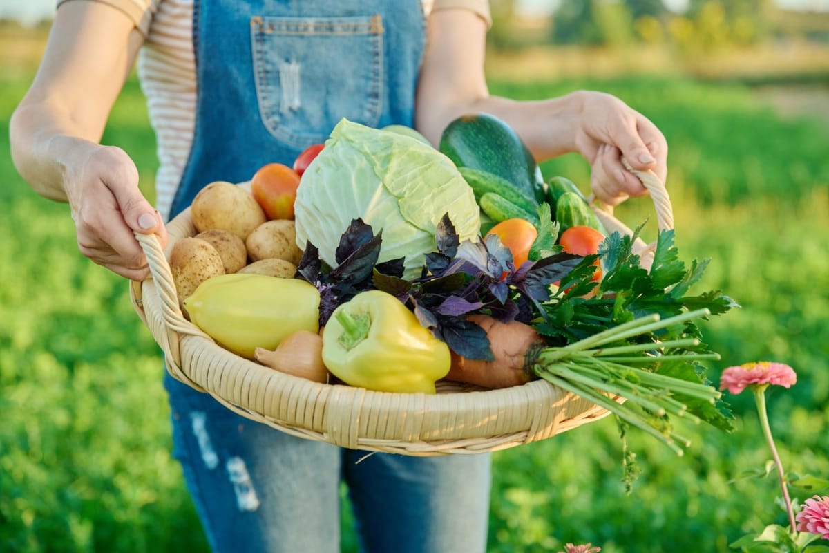 Panier contenant une récolte de légumes d'été dans les mains d'une femme, sur un marché de producteurs