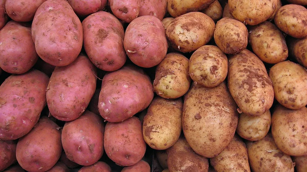 Pommes de terre