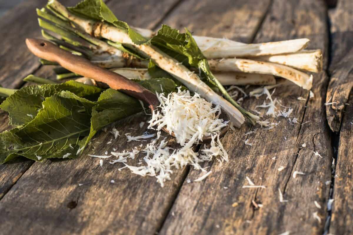 Raifort frais et déterré avec des feuilles sur le tas