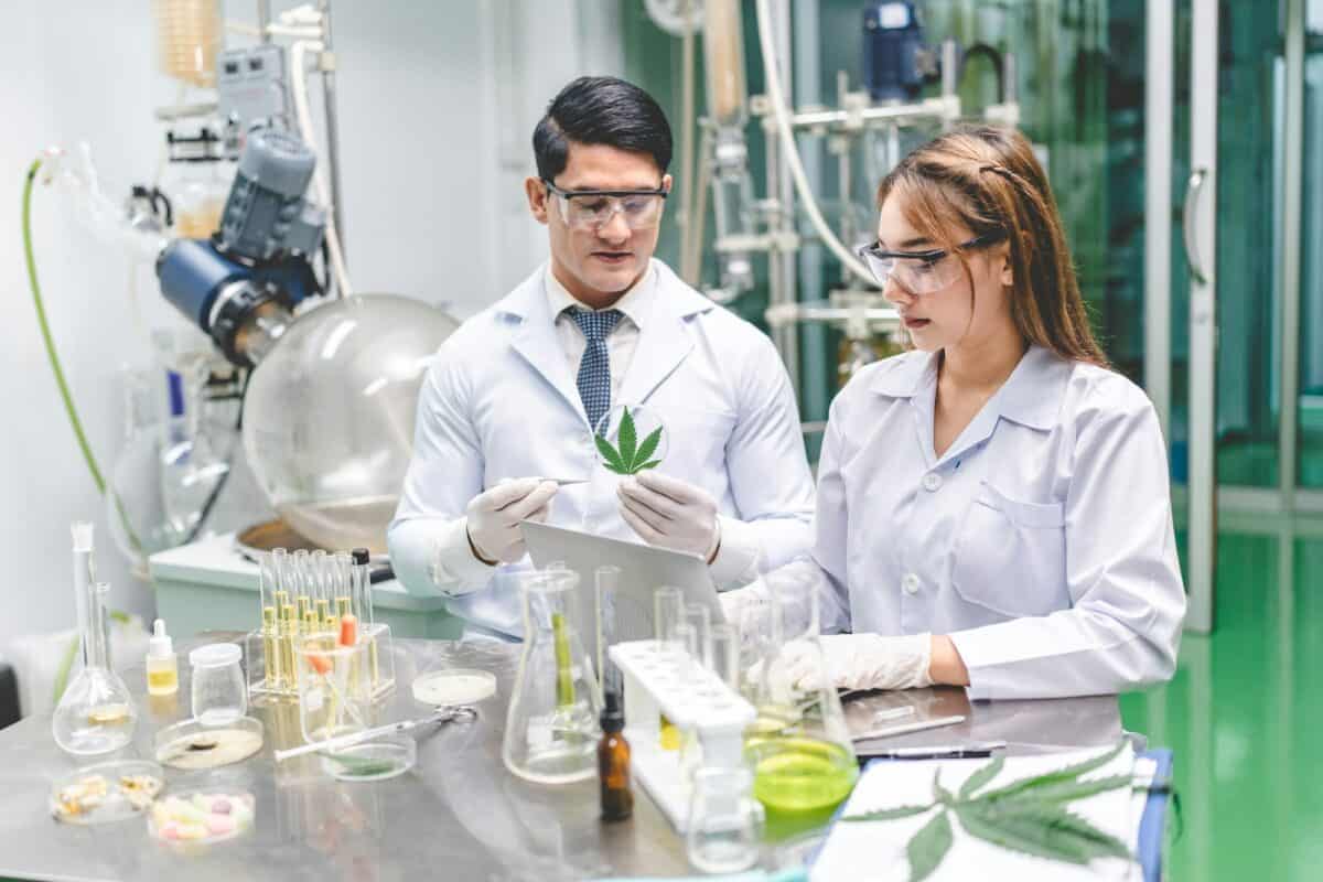 Scientifique en médecine travaillant en laboratoire sur l'huile de CBD à partir d'une plante de chanvre biologique.