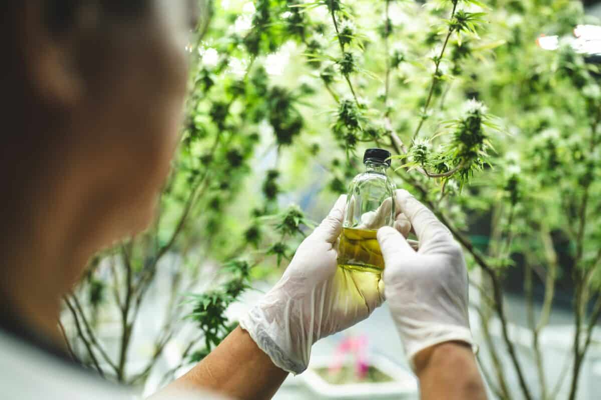 scientifique médical avec cannabis chanvre recherche en médecine laboratoire pour faire un extrait de plantes CBD