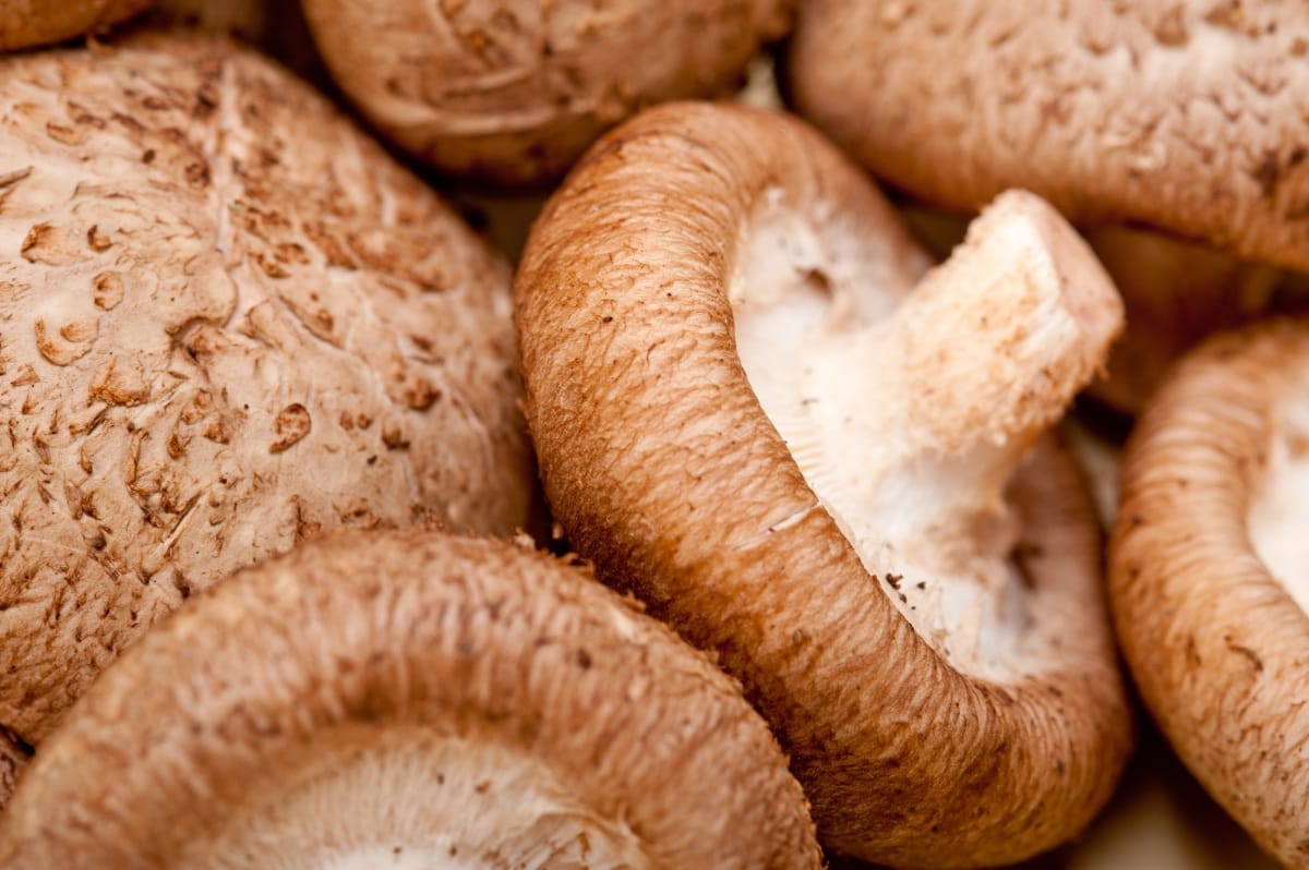 Champignons shiitake