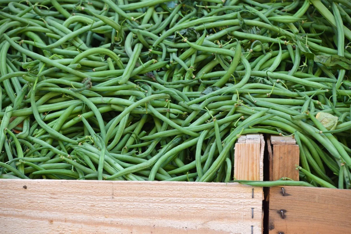 Haricots verts frais