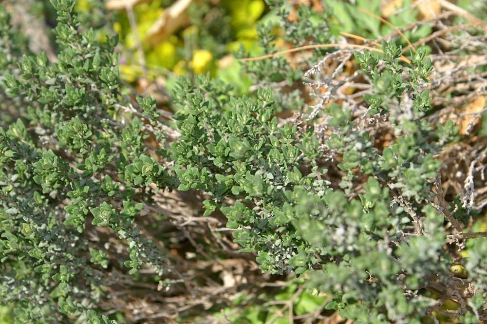 Recette de la farigoule : comment préparer cette délicieuse liqueur de thym provençale