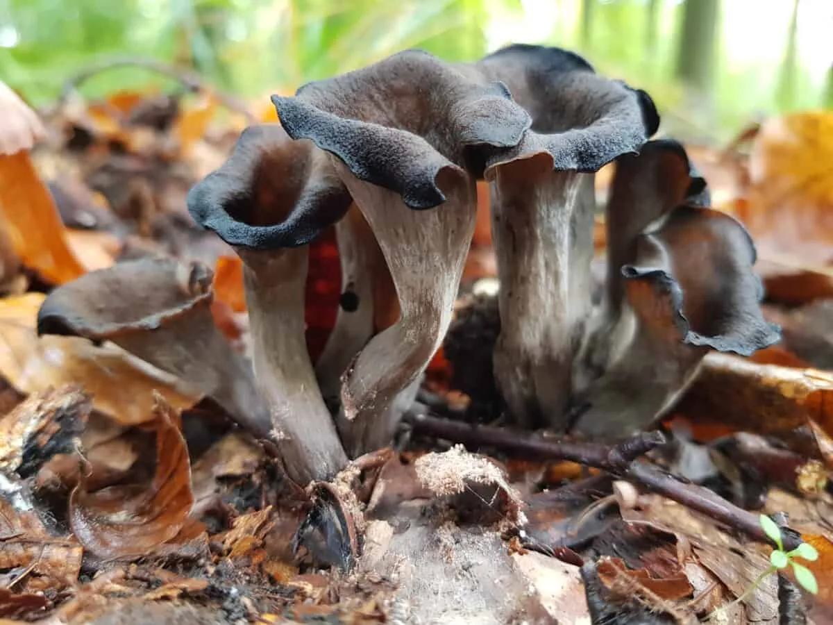 Trompette de la mort