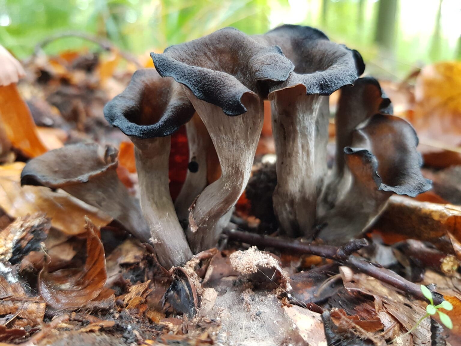 Recette gourmande : poêlée de trompettes de la mort à la persillade