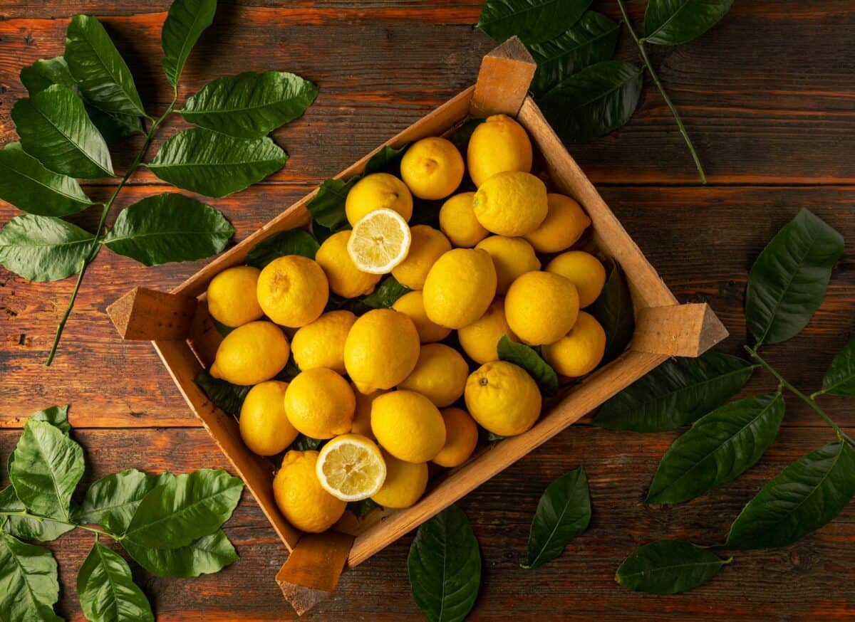 Vue de dessus de citrons mûrs